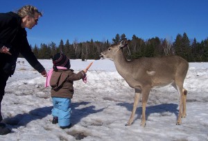 Feeding deers on a walking trail