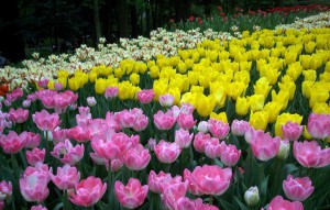 Canadian Tulip Festival 2016