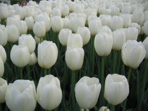 Canadian Tulip Festival 2016