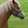 Ottawa Horse Day 2017 Ottawa Horse Day 2017